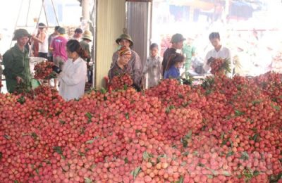 ăn nhiều vải có béo không 4